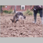 Dingo beim faehrten.JPG